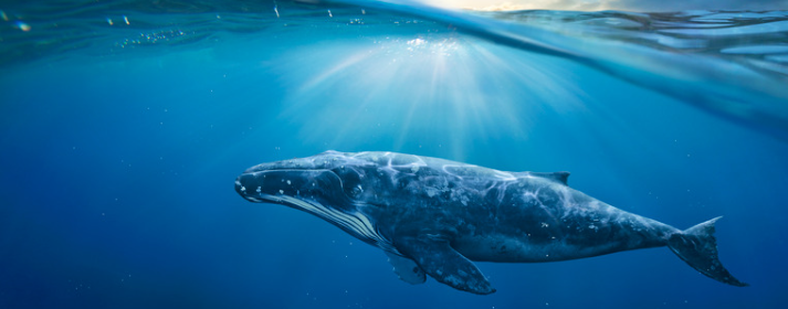 Whale Conservation